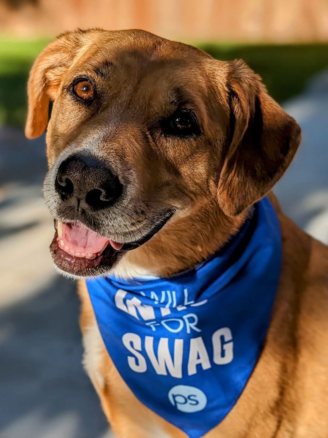 Wag-for-Swag-JC-Dog